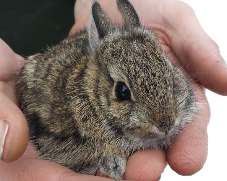 The COMPLETE Course in Raising Neonatal Cottontails Wildlife EDU